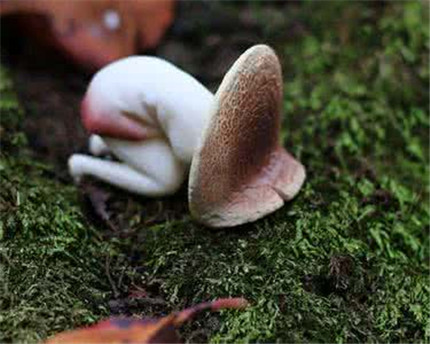 怎么分辨蘑菇有没有毒?蘑菇中毒后急救方法有哪些?