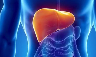 何首乌的副作用 乱吃何首乌对肝脏的伤害有多大?